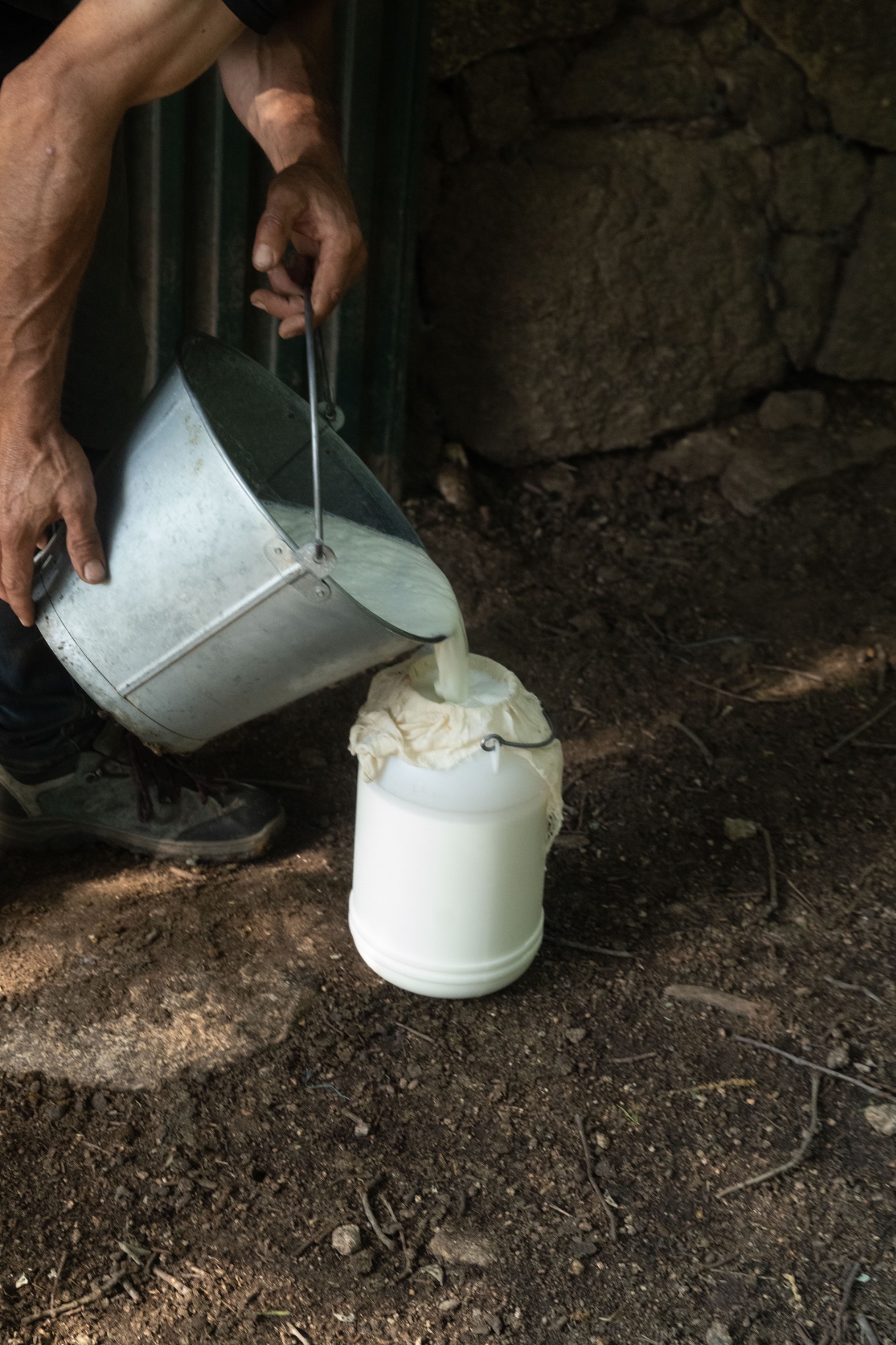 Fresh goat milk being poured at SanaTerra