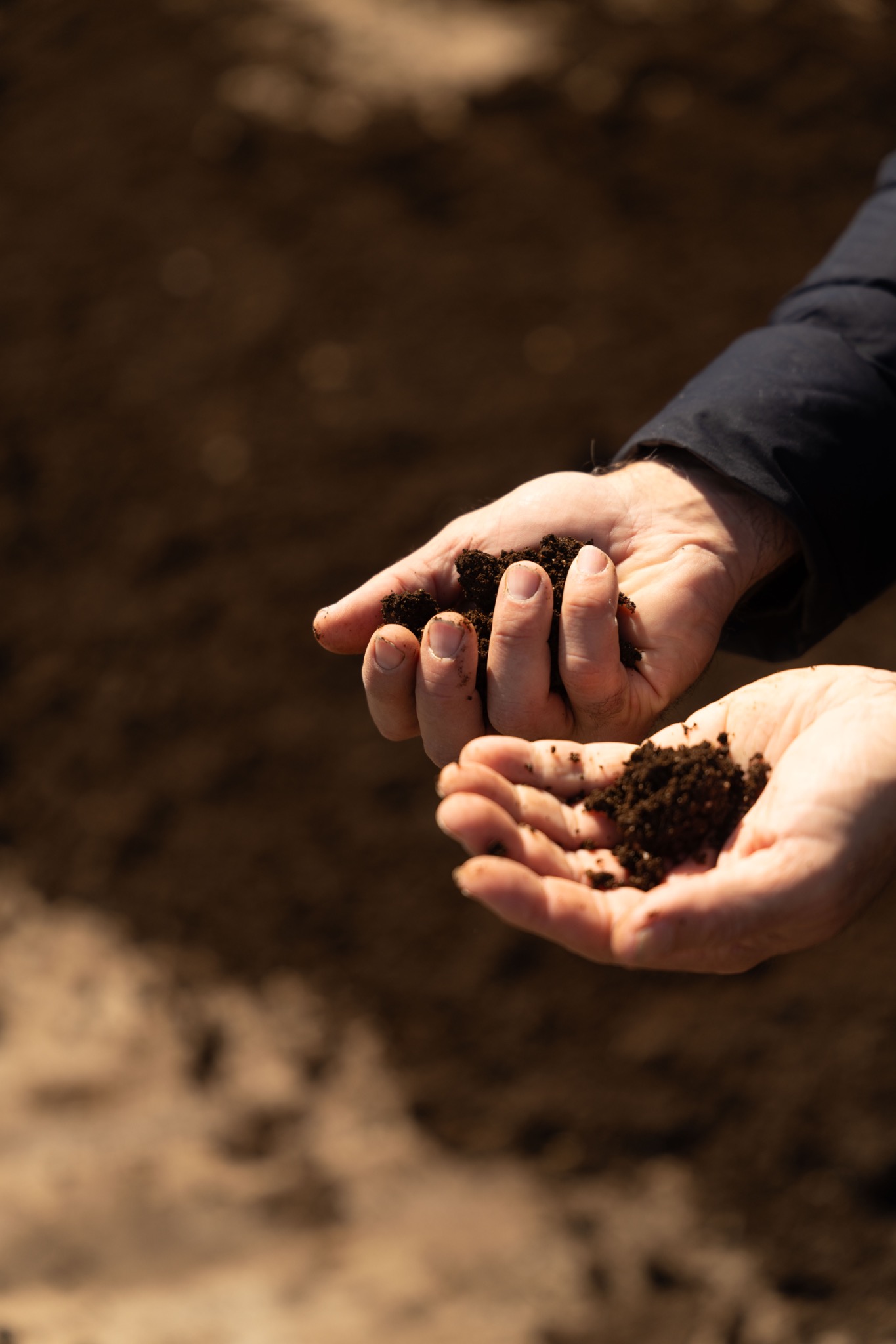 Hands holding soil