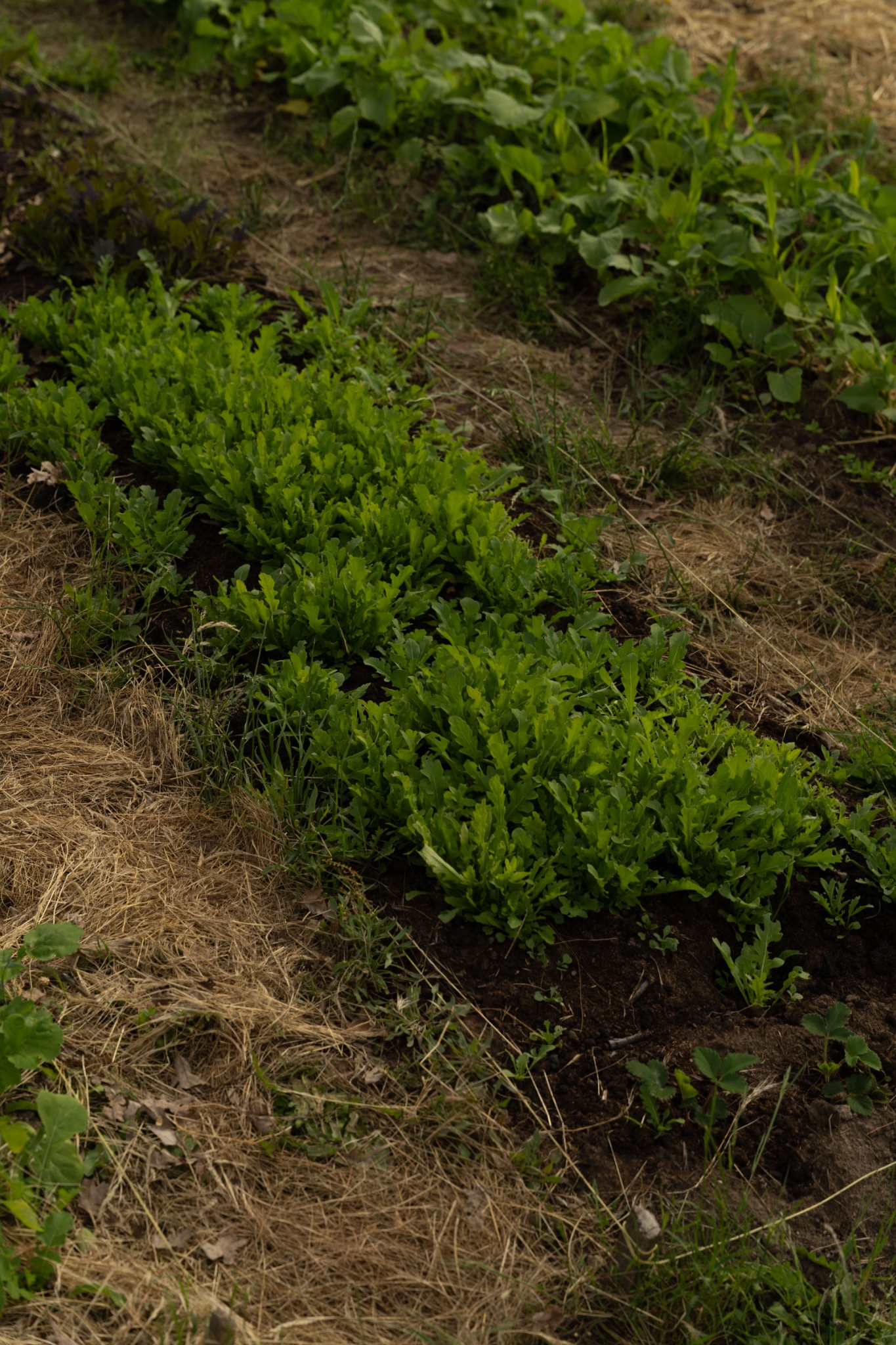 Crops growing in an experimental garden