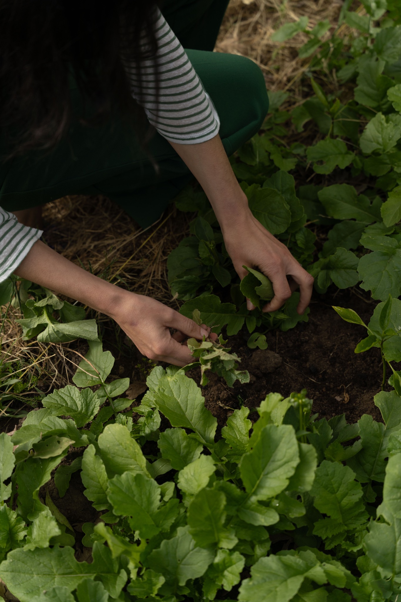 Harvesting crops