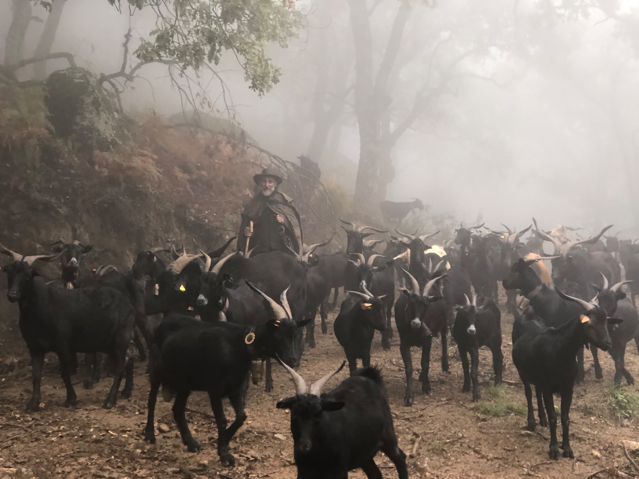 A shepherd leads a herd of Verata goats through misty woodland at SanaTerra